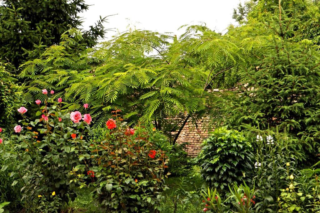 Bed and Breakfast Matyas Panzio Szegedin Exterior foto